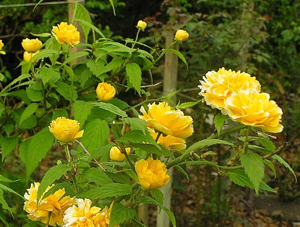 Image of Kerria japonica var. pleniflora specimen.