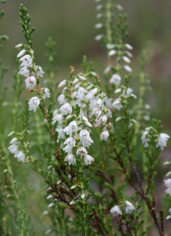 Image of Calluna vulgaris specimen.