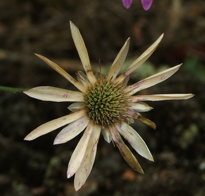 Изображение особи Xeranthemum annuum.