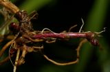 Epilobium consimile