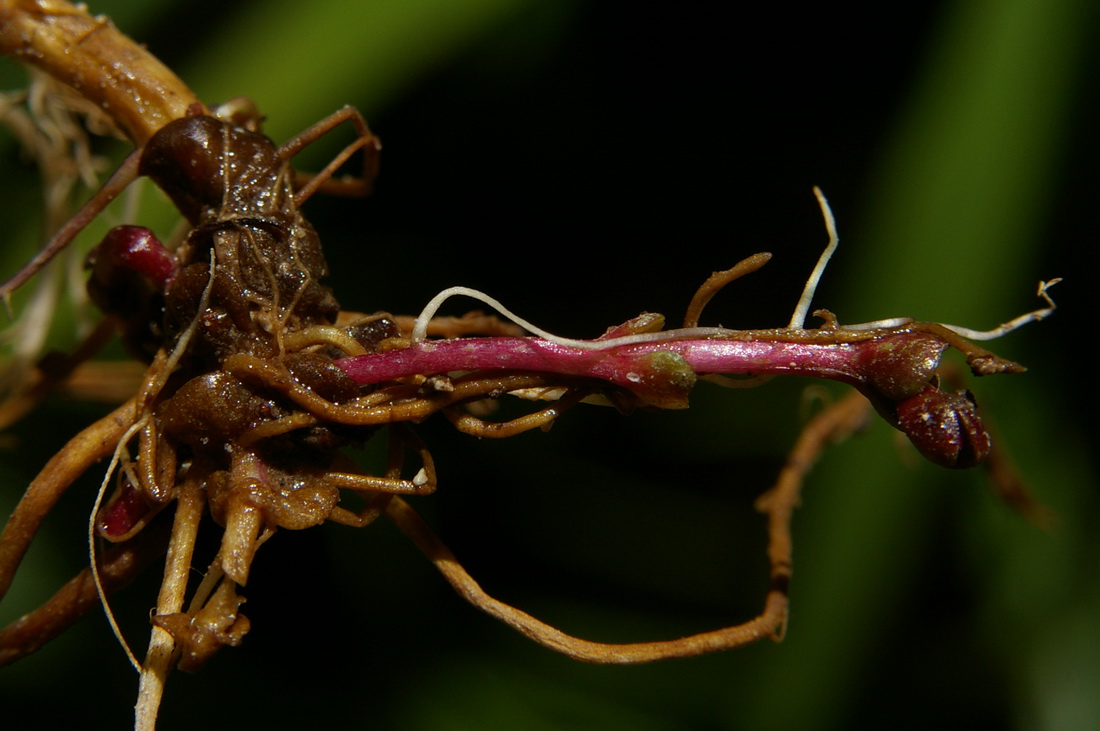 Изображение особи Epilobium consimile.