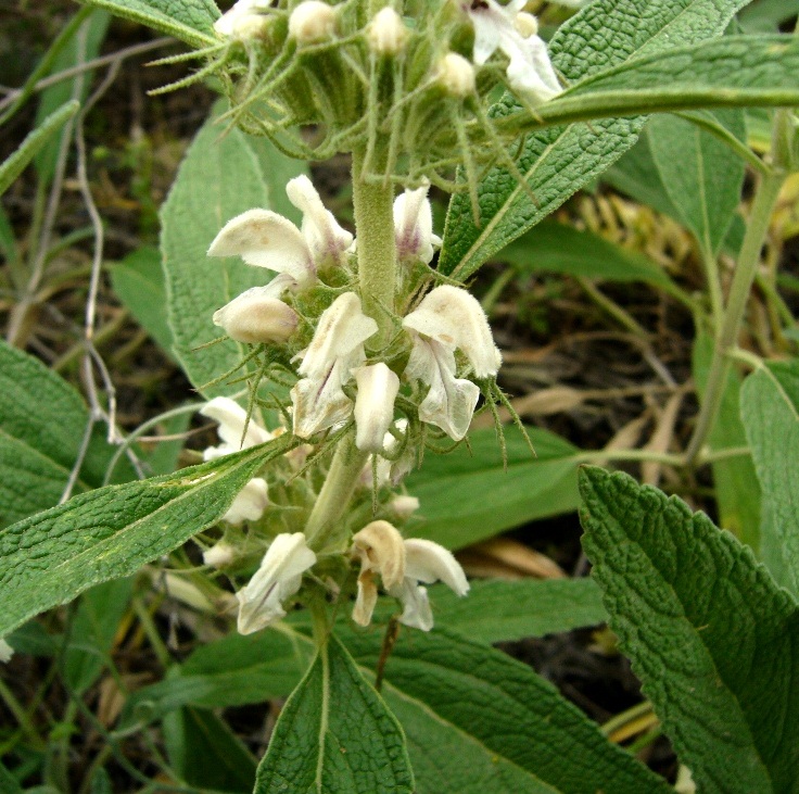 Image of Phlomis cancellata specimen.