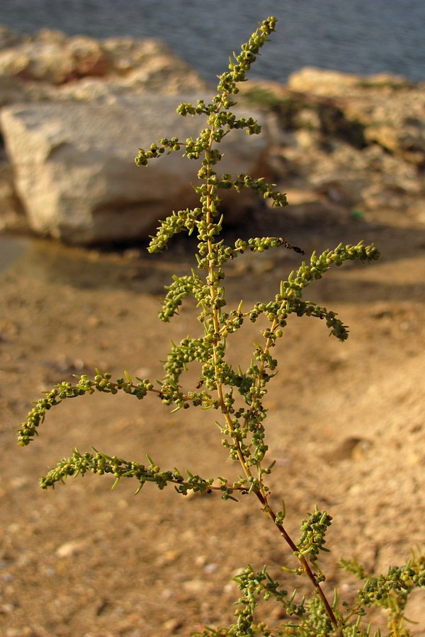 Image of Suaeda altissima specimen.