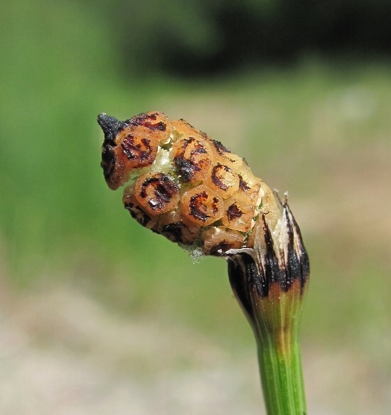 Изображение особи Equisetum variegatum.