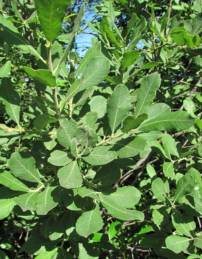 Image of Salix cinerea specimen.