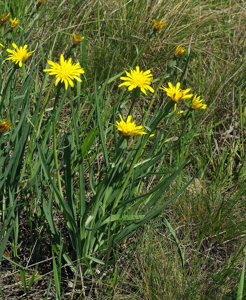 Image of Scorzonera austriaca specimen.