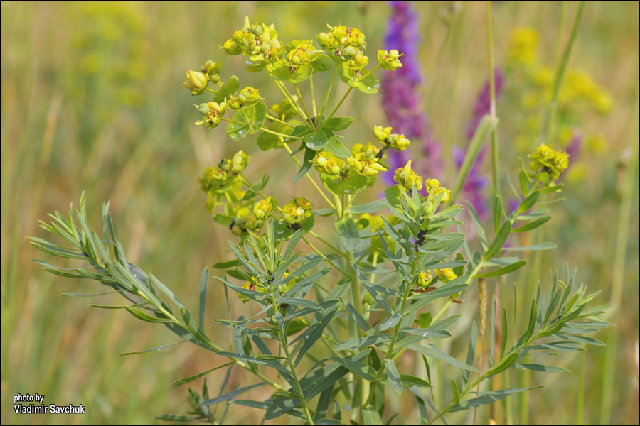 Изображение особи Euphorbia virgata.