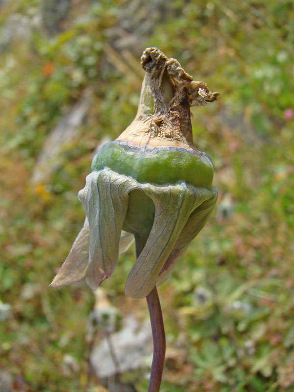 Image of Codonopsis clematidea specimen.