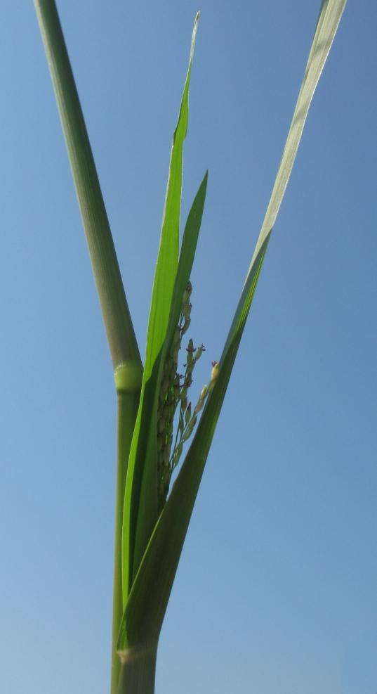 Image of Panicum dichotomiflorum specimen.