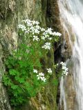 Saxifraga irrigua