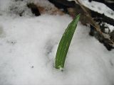 Trachycarpus fortunei. Молодое растение под снегом. Крым, Ялта, в палисаднике. 20 января 2012 г.