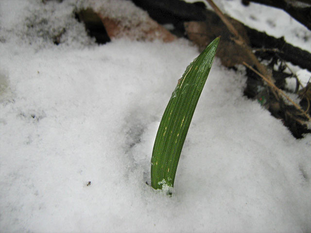 Image of Trachycarpus fortunei specimen.