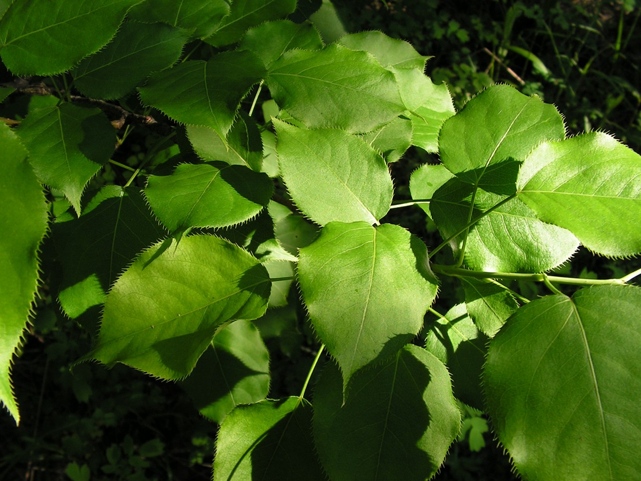 Image of Pyrus ussuriensis specimen.