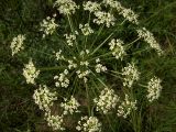 Peucedanum oreoselinum