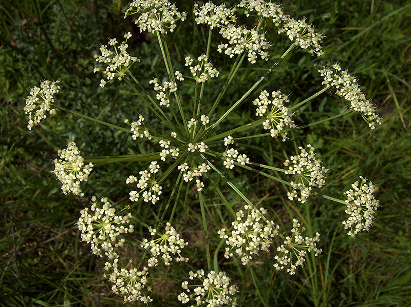 Изображение особи Peucedanum oreoselinum.