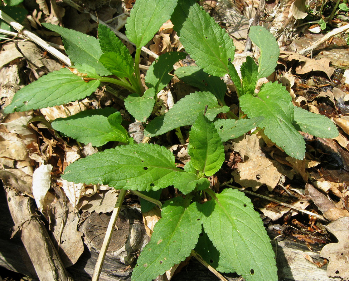 Image of Scrophularia umbrosa specimen.