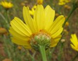 Glebionis coronaria