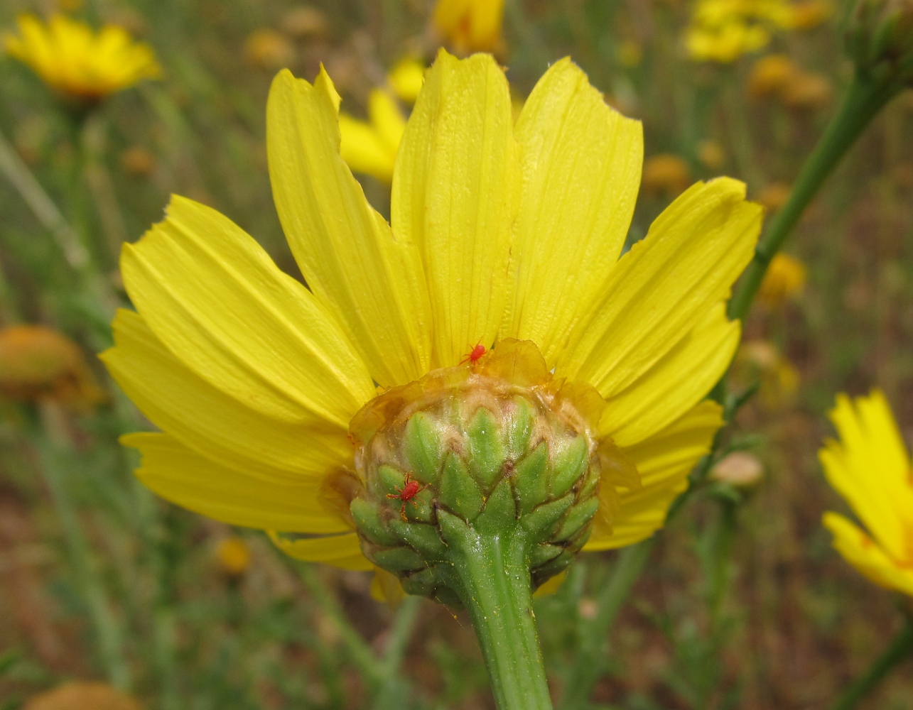 Изображение особи Glebionis coronaria.