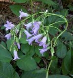 род Campanula