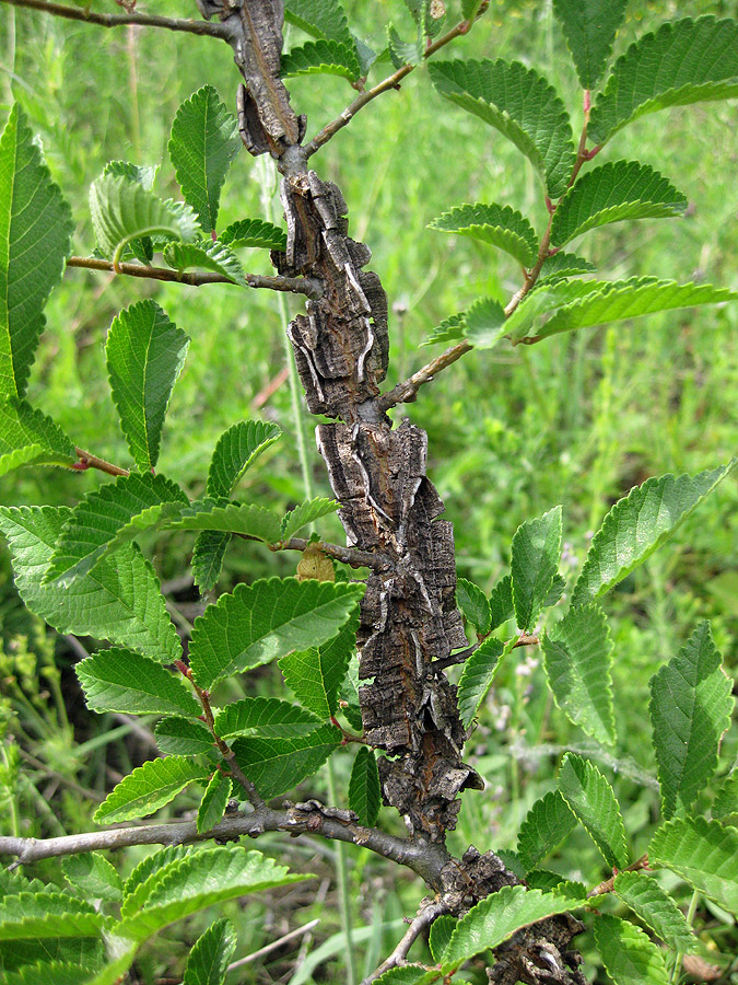 Image of Ulmus minor specimen.