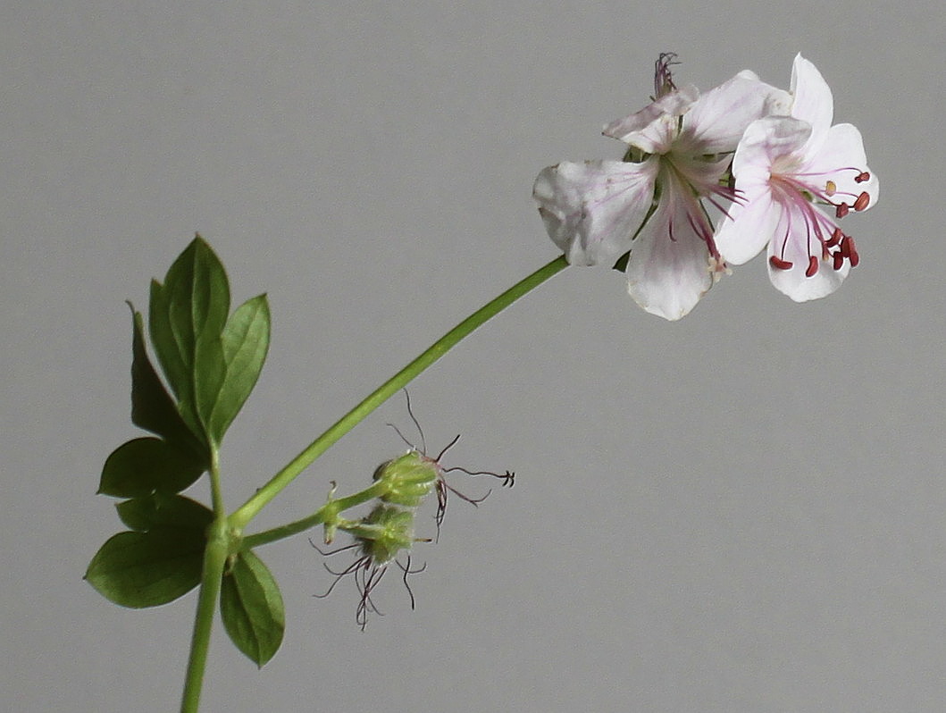 Image of Geranium &times; cantabrigiense specimen.