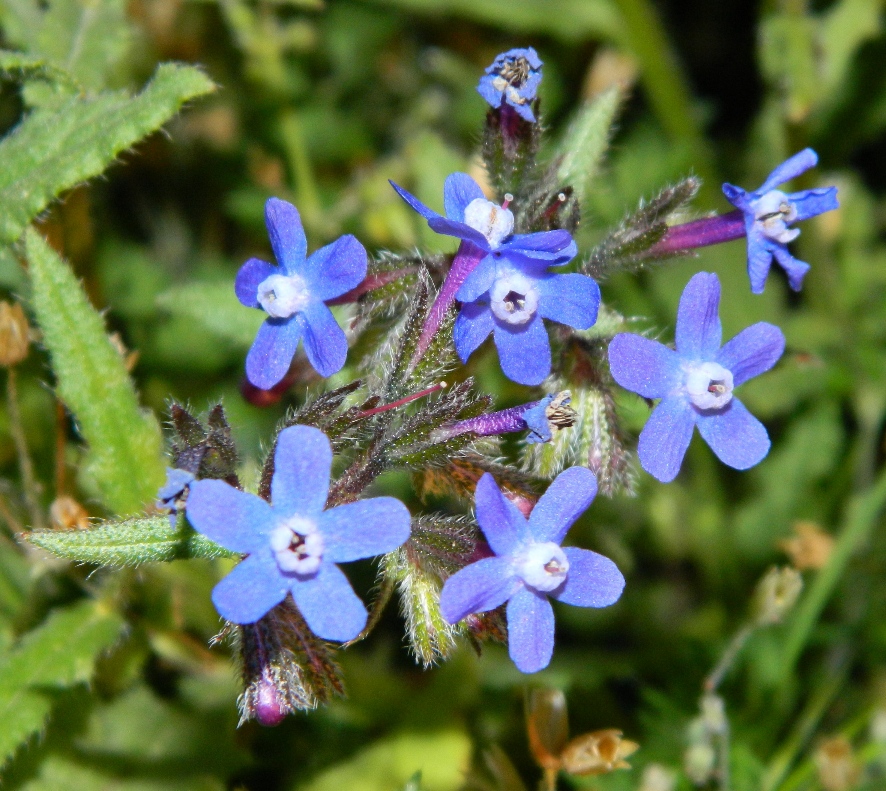 Image of Anchusa stylosa specimen.