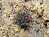 Centaurea eryngioides. Цветущее растение на каменистом склоне. Израиль, Иудейская пустыня. 23.04.2011.