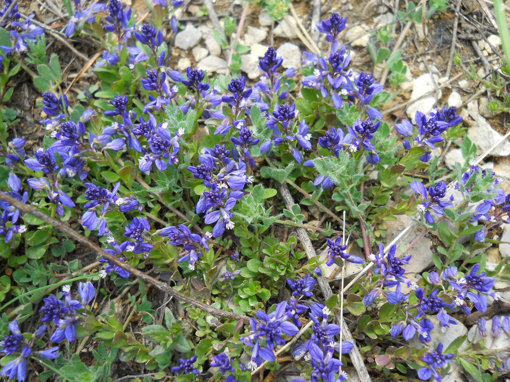 Image of Polygala supina specimen.