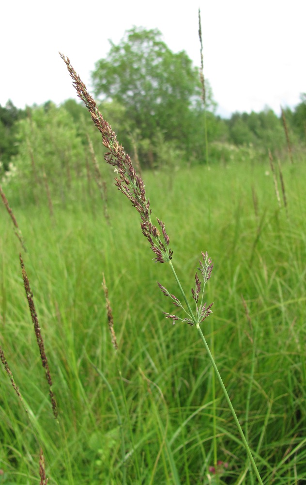 Изображение особи Calamagrostis neglecta.