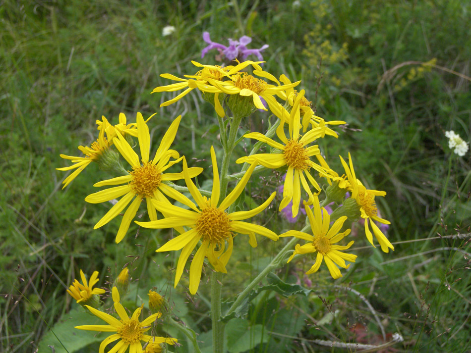 Изображение особи Senecio buschianus.