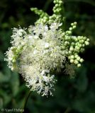 Filipendula ulmaria. Соцветие. Украина, Волынская обл., Ратновский р-н, с. Пески-Речицкие, берег р. Припять возле оз. Стрибуж, опушка ольшаника. 26 июля 2012 г.