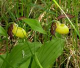 Cypripedium calceolus