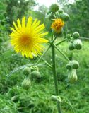 Sonchus arvensis ssp. uliginosus