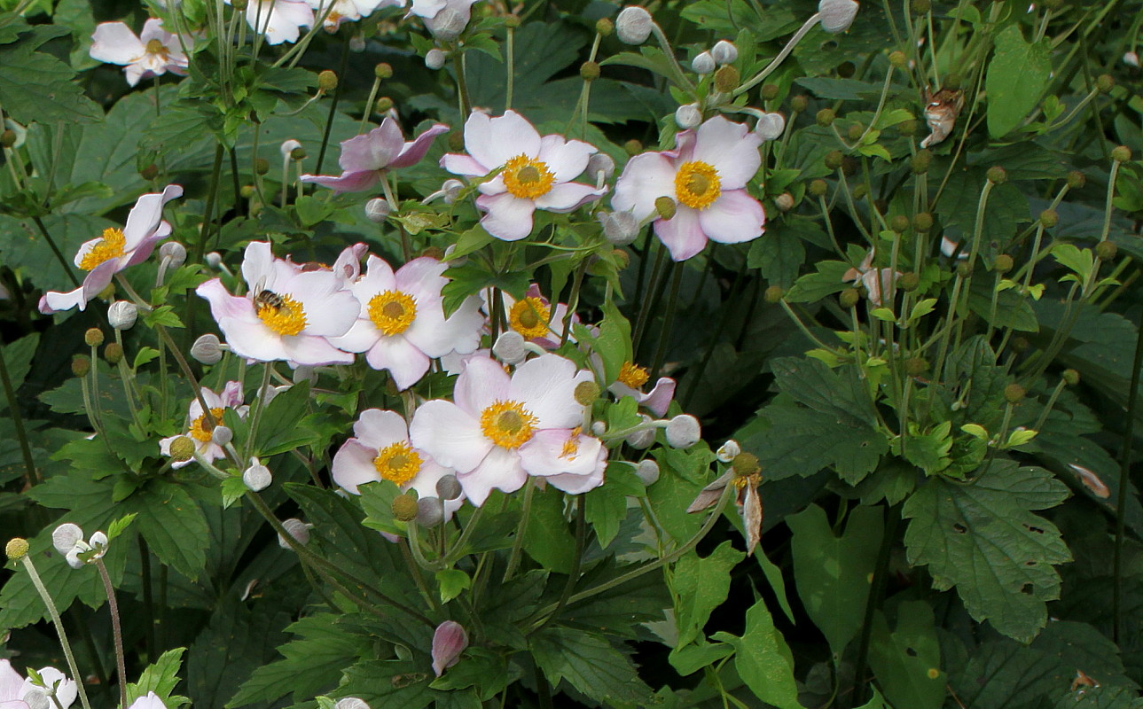 Изображение особи Anemone hupehensis.