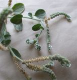 Heliotropium rotundifolium. Верхушка цветущего растения. Израиль, г. Беэр-Шева, пустырь. 14.09.2012.