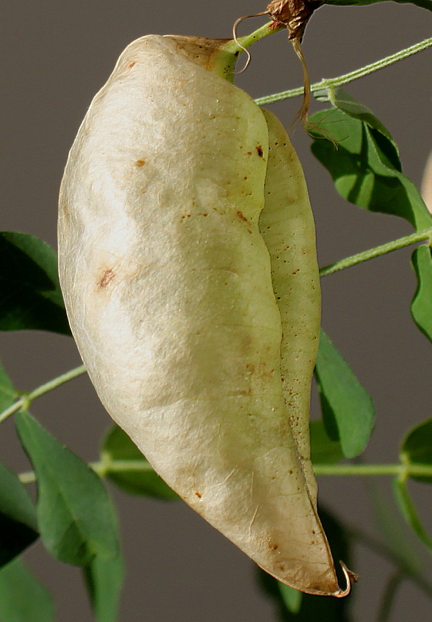 Image of Colutea orientalis specimen.