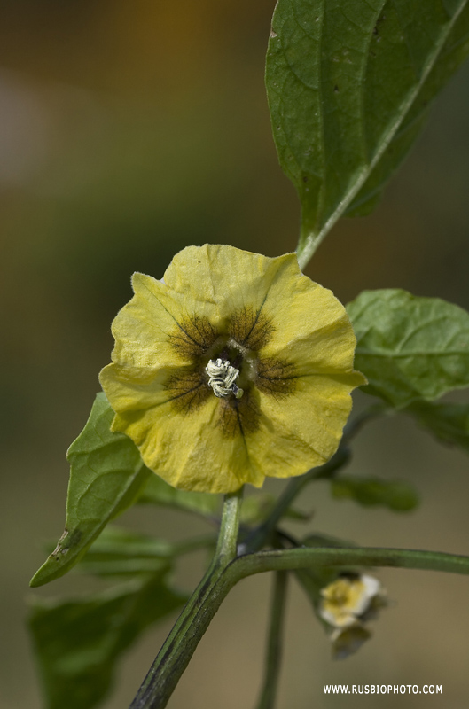 Изображение особи Physalis ixocarpa.