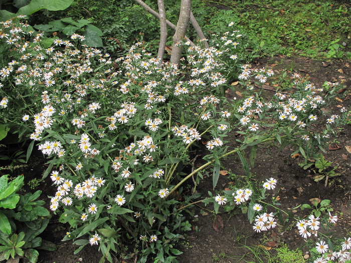 Image of Symphyotrichum novi-belgii specimen.