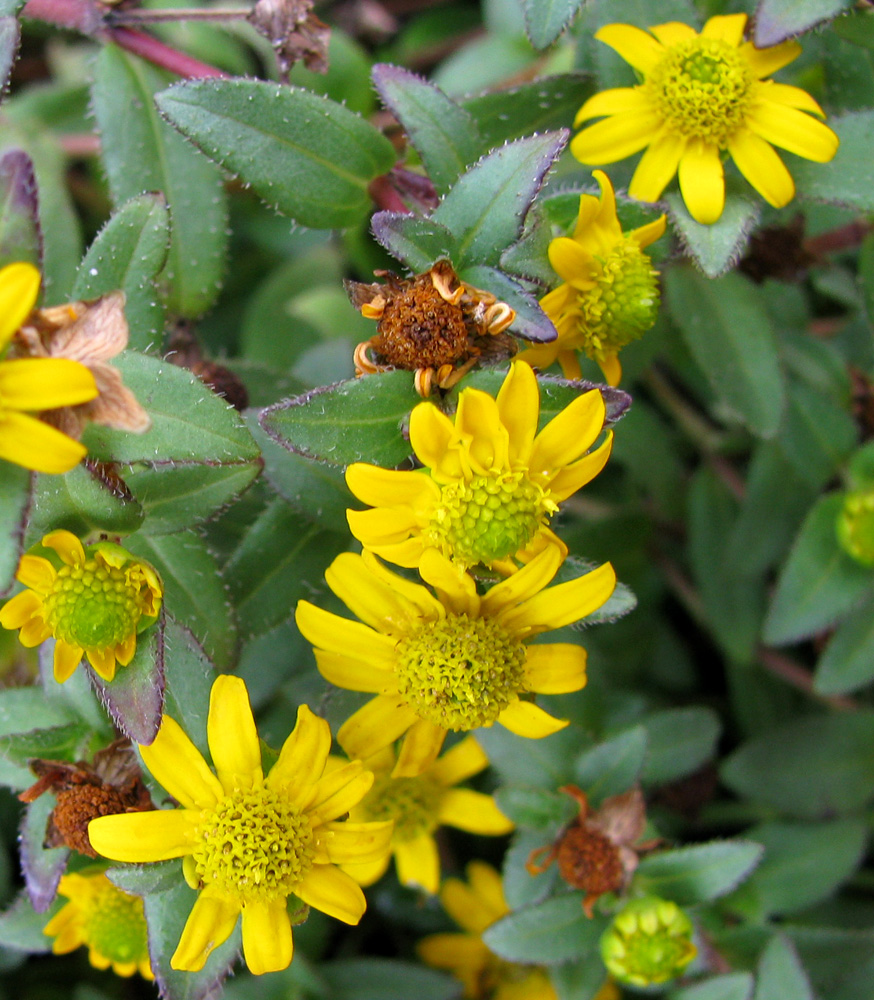 Изображение особи Sanvitalia procumbens.