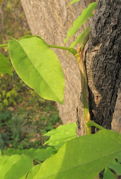 Image of Wisteria sinensis specimen.