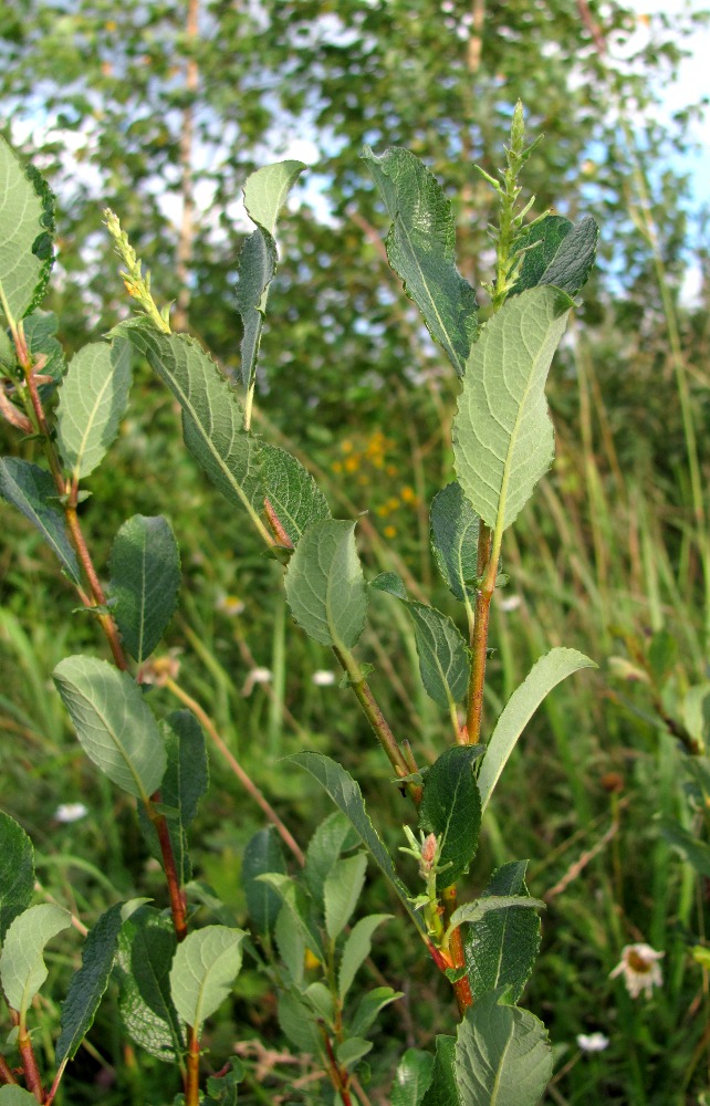 Изображение особи Salix bebbiana.
