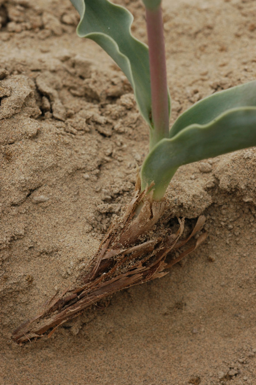 Image of Tulipa behmiana specimen.