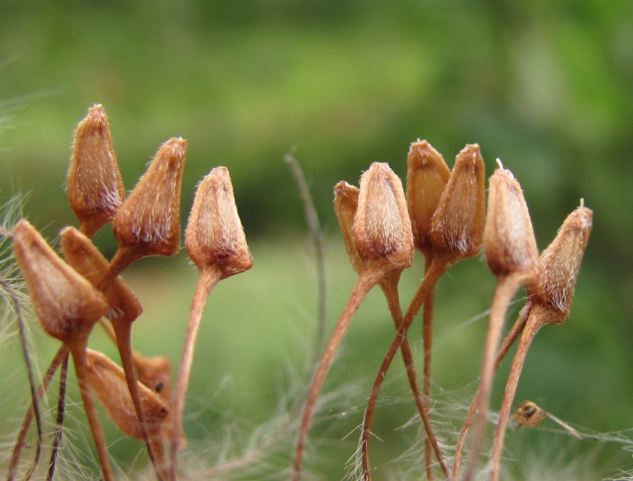 Изображение особи Atragene sibirica.