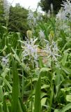 Camassia quamash