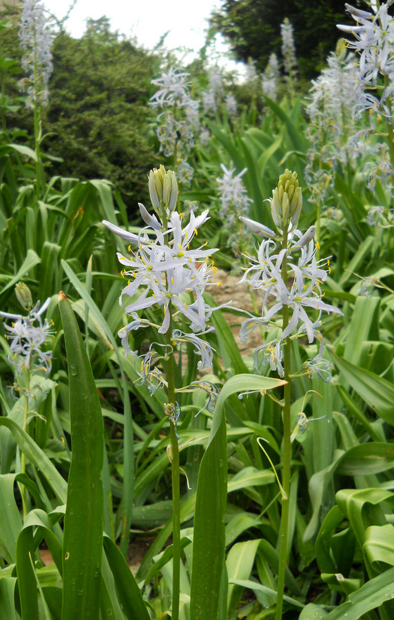 Изображение особи Camassia quamash.