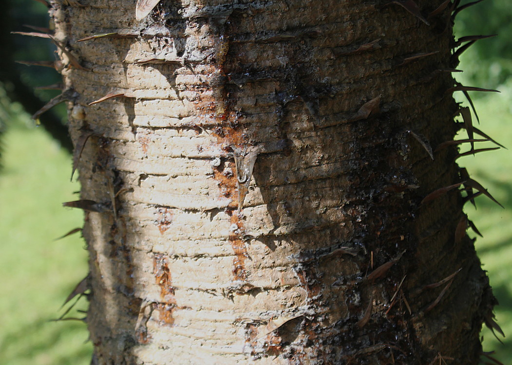 Image of Araucaria araucana specimen.