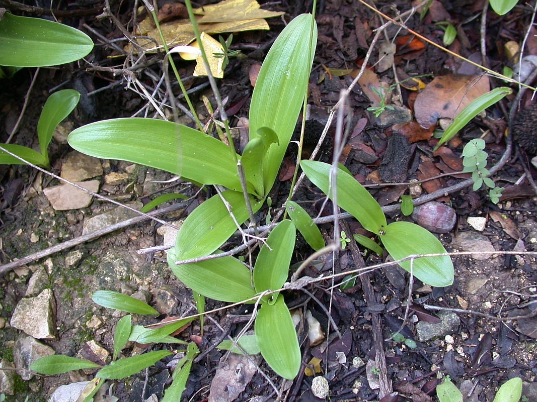 Image of Orchis punctulata specimen.