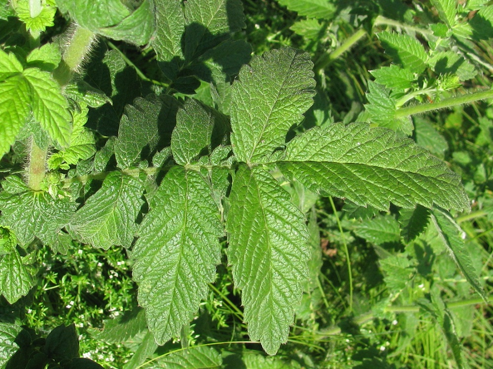 Image of Agrimonia eupatoria ssp. grandis specimen.