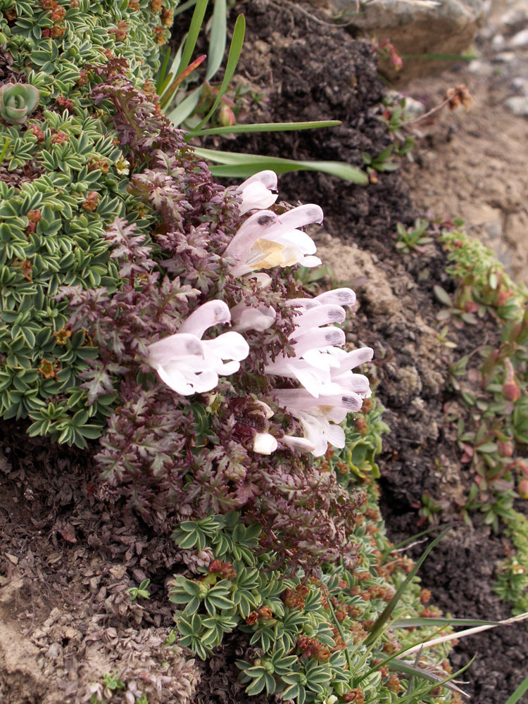 Image of Pedicularis maximowiczii specimen.