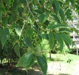 Celtis australis. Верхушка ветви с незрелыми плодами. Абхазия, Гагрский р-н, г. Пицунда, 10.06.2012.